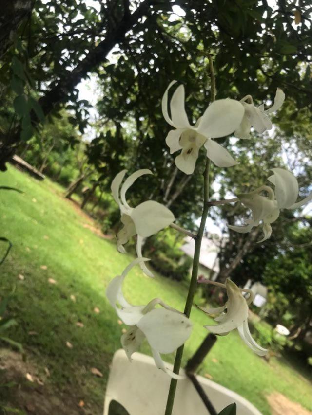 Balili Garden At Nacpan Villa Ел Нидо Екстериор снимка