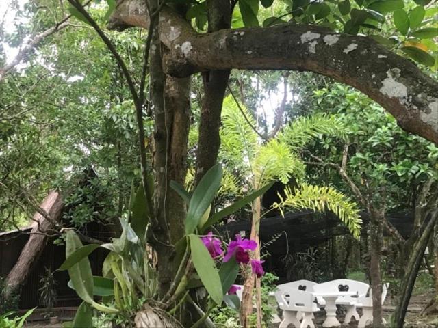 Balili Garden At Nacpan Villa Ел Нидо Екстериор снимка